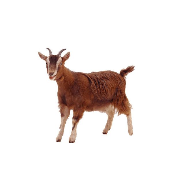 Picture of جدي(اسأل عن سعر اليوم)