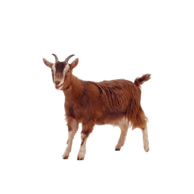 Picture of جدي(اسأل عن سعر اليوم)